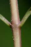 White milkweed